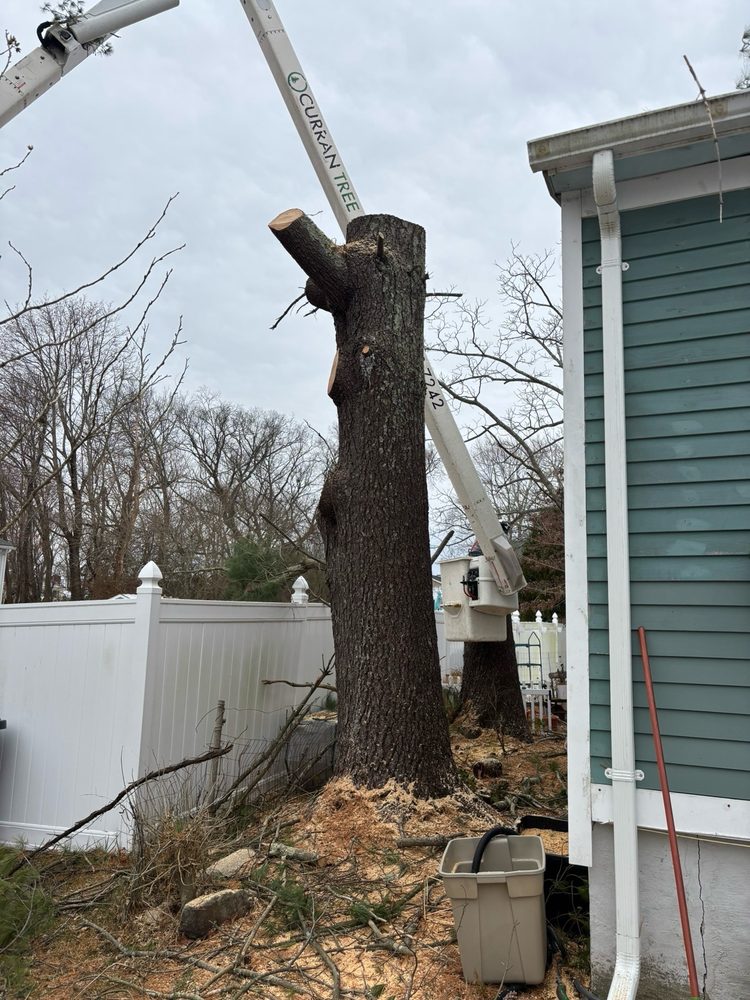 Curran Tree - tree service in Cranston, RI