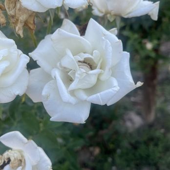 Maison la Belle Vie Winery - White roses in vineyard - Wineries Near Me - Palisade, Colorado Maison la Belle Vie Winery - White roses in vineyard - Wineries Near Me - Palisade, Colorado