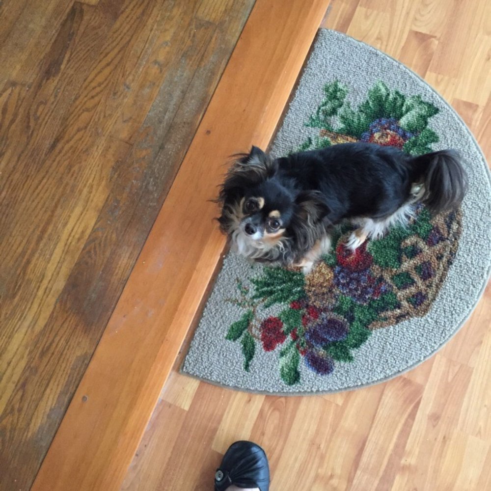 Positively Pets - Terri , customer since 2007 - Pet Stores Near Me - New Windsor, New York