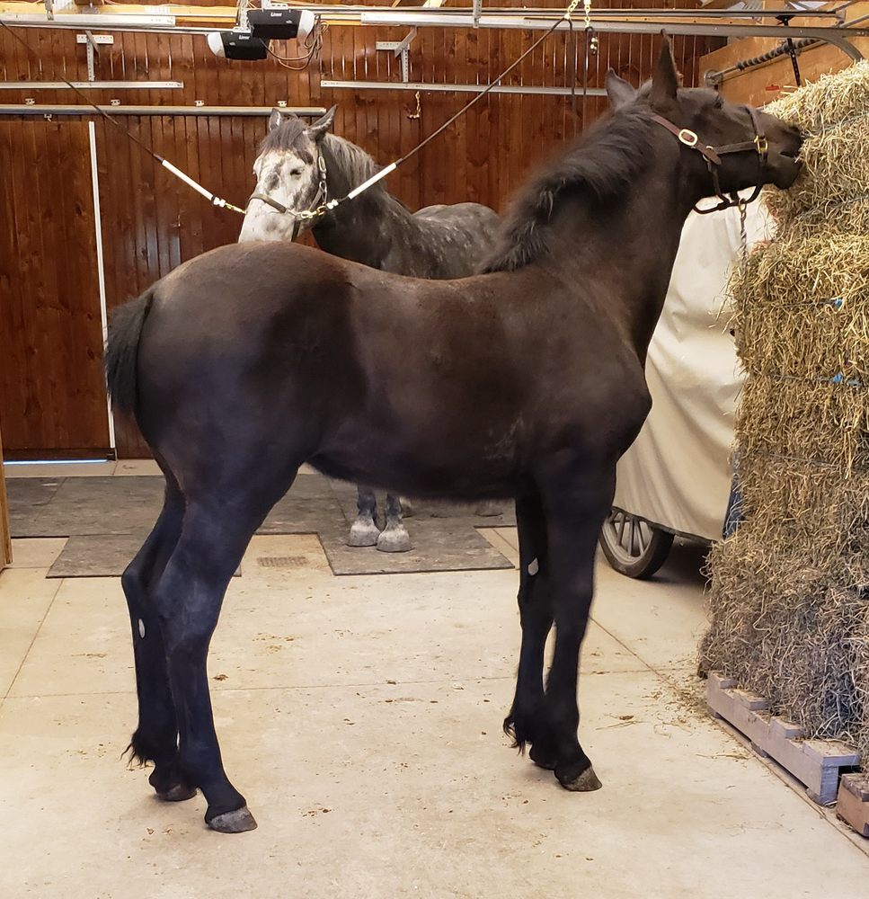Nettle Creek Farm - equestrian in West Salem, OH