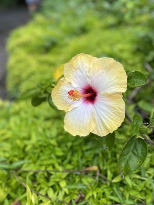 Waimea Valley by null