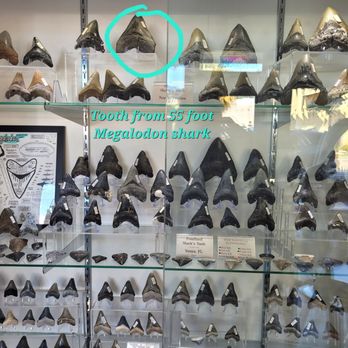 Earth Treasures - Great display of fossilized shark teeth. - Souvenir Shops Near Me - Venice, Florida Earth Treasures - Great display of fossilized shark teeth. - Souvenir Shops Near Me - Venice, Florida