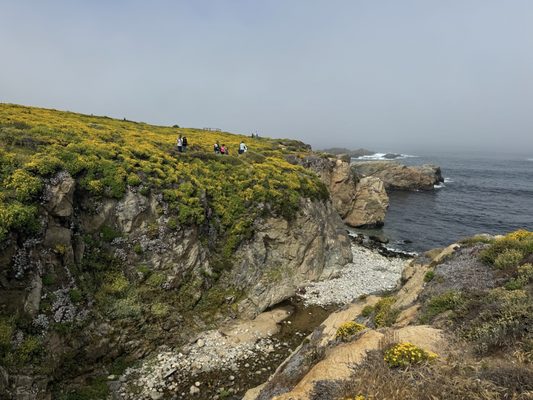 Garrapata State Park by null