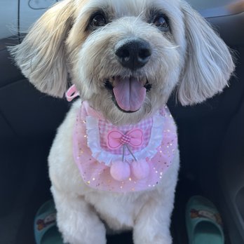 Perfect Pet Salon - 2026. Biscuit is 11 years old and looks like a puppy. - Pet Groomers Near Me - Concord, California Perfect Pet Salon - 2026. Biscuit is 11 years old and looks like a puppy. - Pet Groomers Near Me - Concord, California