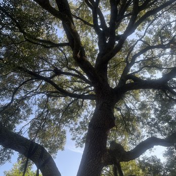 Coastal Tree Trimmers - 200yo Live Oak. - Tree Services Near Me Coastal Tree Trimmers - 200yo Live Oak. - Tree Services Near Me