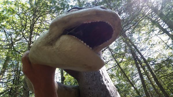 Dinosaur Gardens by null