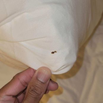 Hyatt Place Sumter / Downtown - 3 Bed Bugs - Hotels Near Me - Sumter, South Carolina Hyatt Place Sumter / Downtown - 3 Bed Bugs - Hotels Near Me - Sumter, South Carolina