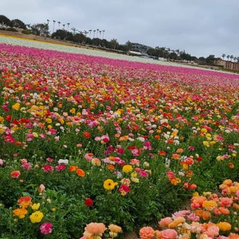 The Flower Fields - Venues & Event Spaces Near Me - Carlsbad, California The Flower Fields - Venues & Event Spaces Near Me - Carlsbad, California