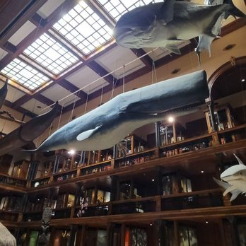 Bishop Museum - Museums Near Me - Honolulu, Hawaii
