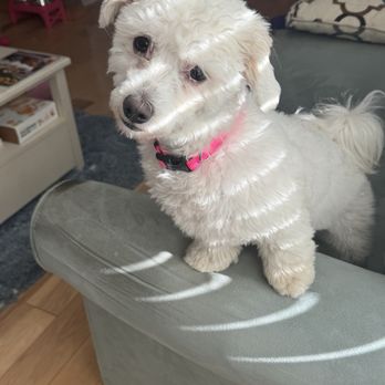 Happily Ever After Rescue - Pet Adoption Near Me Happily Ever After Rescue - Pet Adoption Near Me