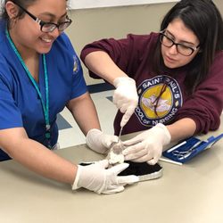 St. Paul's School of Nursing - Dissecting a sheep heart with our monogrammed scrubs and hoodies :)