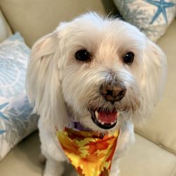 Beach Barkery