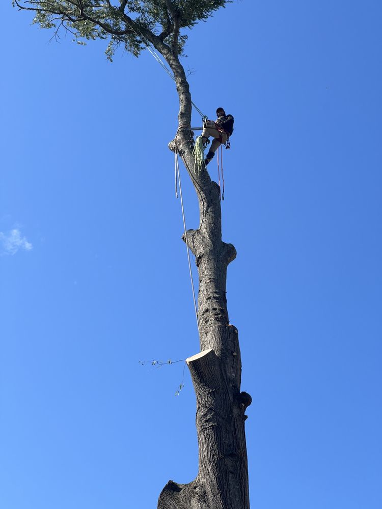EDGARMORA TREE SERVICES Raleigh, NC Yelp