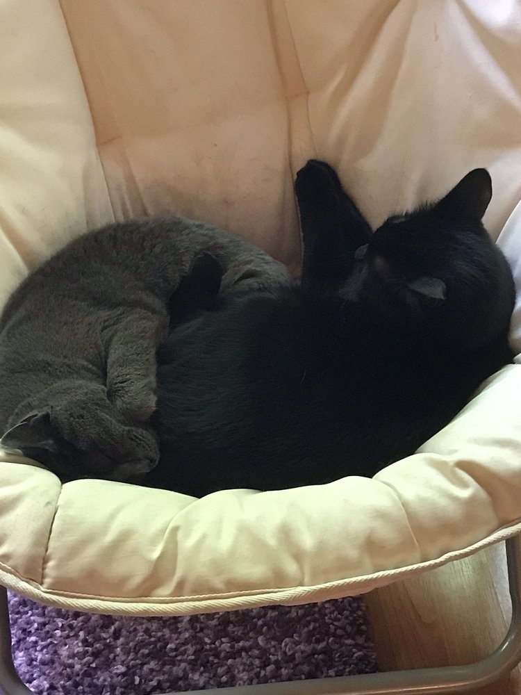 HEART STRINGS PETSITTING Updated September 2024 Kirkland