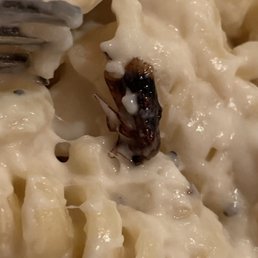 Cockroach Cockroach