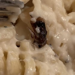 Pizza Hut - Cockroach