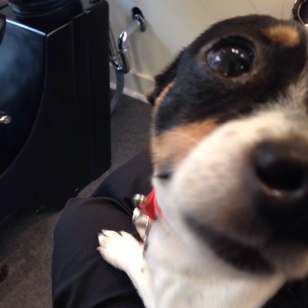 Coven Salon - The Coven mascot!  Love her! - Hair Salons Near Me - Seattle, Washington