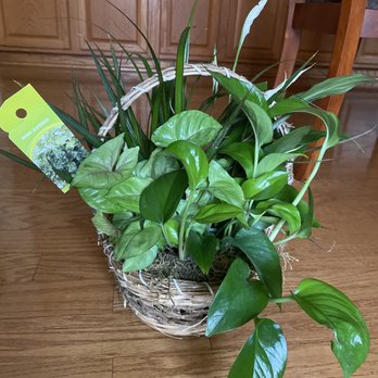 B & B Floral - This is the basket I received that says dish garden. It is not what I expected - Florists Near Me - Vallejo, California B & B Floral - This is the basket I received that says dish garden. It is not what I expected - Florists Near Me - Vallejo, California