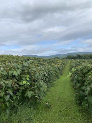 Jerome's U-Pick Fruit Farm by null