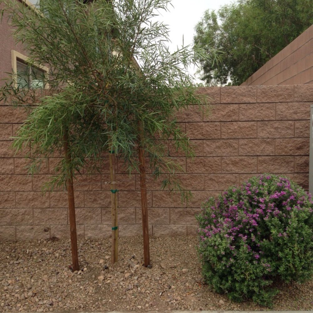 Finally a tree that is not dead! Finally a tree that is not dead!