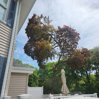 Cicoria Tree and Crane Service - Tree Services Near Me - Beverly, Massachusetts