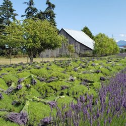 Kitty B's Lavender Farm - 19' lavender harvest