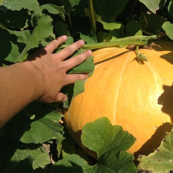 Skinny Bones Pumpkin Patch - I found a huge pumpkin in the patch! You can handpick with the kids! - Pumpkin Patches Near Me - Blair, Nebraska