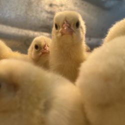 Bomgaars - GREAT SELECTION OF CHICKEN AND DUCKS! Look how cute they are!