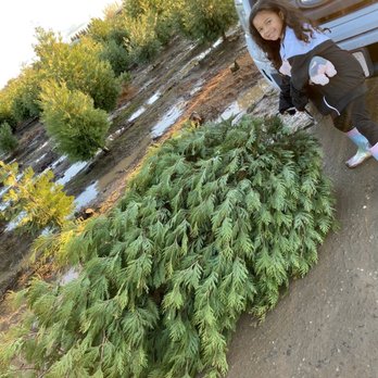 Davis Ranch, LLC - Taking our tree home! - Fruits & Veggies Near Me - Sloughhouse, California Davis Ranch, LLC - Taking our tree home! - Fruits & Veggies Near Me - Sloughhouse, California
