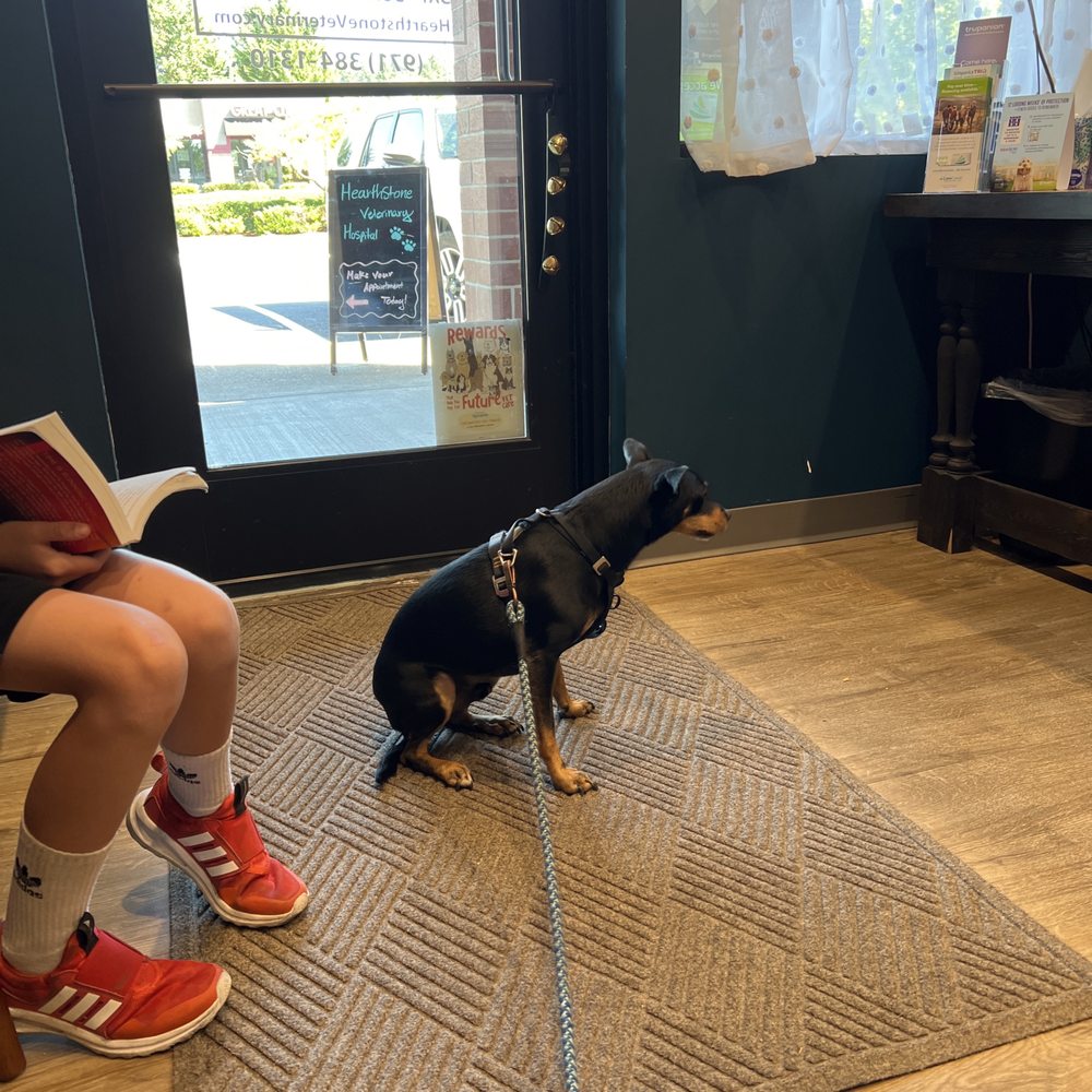 Hearthstone Veterinary Hospital - Miles is shaking and ready for his exam - Veterinarians Near Me - Tigard, Oregon