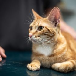 Brownswitch Pet Hospital