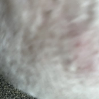 American Pet Resort & Spa - Lower back uneven bloody cut - Pet Groomers Near Me - Glendora, California