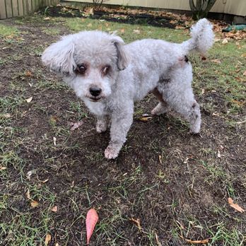 Metro Mobile Groomers - Pet Groomers Near Me Metro Mobile Groomers - Pet Groomers Near Me
