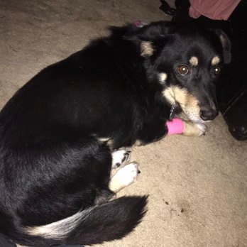 Lambert Vet Supply - Right after we thought we were fixing to lose him - Pet Stores Near Me - Fairbury, Nebraska Lambert Vet Supply - Right after we thought we were fixing to lose him - Pet Stores Near Me - Fairbury, Nebraska