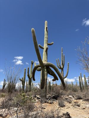 Tucson Mountain District by null