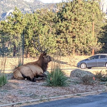 Estes Mountain Lodge - Elk outside the lodge - Hotels Near Me - Estes Park, Colorado Estes Mountain Lodge - Elk outside the lodge - Hotels Near Me - Estes Park, Colorado