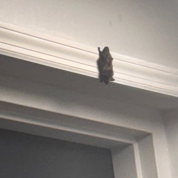 Henry On the Park - Bat yes a Bat just chillin like it pays rent - Parks Near Me - Philadelphia, Pennsylvania Henry On the Park - Bat yes a Bat just chillin like it pays rent - Parks Near Me - Philadelphia, Pennsylvania