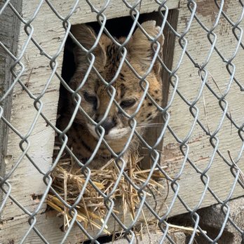 Carolina Tiger Rescue - Animal Shelters Near Me - Pittsboro, North Carolina Carolina Tiger Rescue - Animal Shelters Near Me - Pittsboro, North Carolina