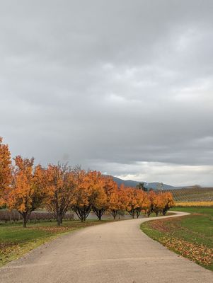 Oakridge Wines by null