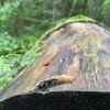Hoyt Arboretum gift card