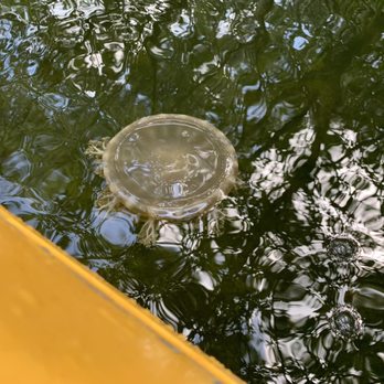 Florida Bay Outfitters - Jelly fish. - Rafting/Kayaking Near Me - Key Largo, Florida