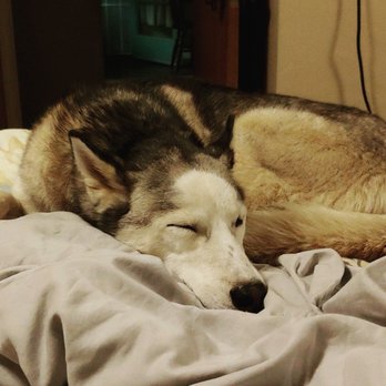 PetSmart - Denali always comes home happy and exhausted from all her playing at day camp! - Pet Stores Near Me - El Cajon, California PetSmart - Denali always comes home happy and exhausted from all her playing at day camp! - Pet Stores Near Me - El Cajon, California