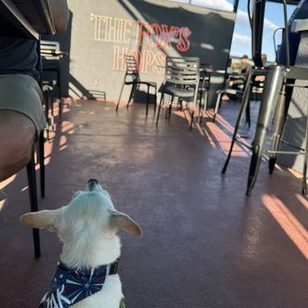 The Fox Restaurant & Brewery - Dog friendly patio - Brewpubs Near Me - Reno, Nevada The Fox Restaurant & Brewery - Dog friendly patio - Brewpubs Near Me - Reno, Nevada