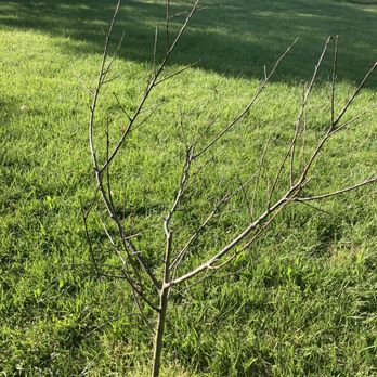 Meadows Farms Nurseries Landscaping - Peach tree from Meadows Farms :( - Nurseries & Gardening Near Me - Chantilly, Virginia