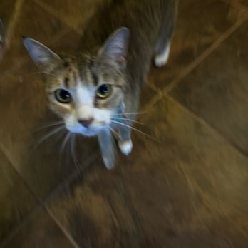Boujee Mobile Pet Grooming - Pet Transportation Near Me - Hialeah, Florida