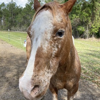 Appy acres - Handsome gentleman - Horse Boarding Near Me - Hilliard, Florida Appy acres - Handsome gentleman - Horse Boarding Near Me - Hilliard, Florida