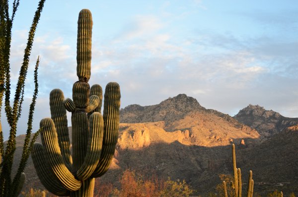 Canyon Ranch Tucson by null