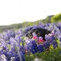 Photo of Central Texas Balanced Dogs