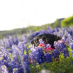 Central Texas Balanced Dogs - @aDustyDog