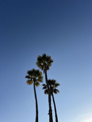 Trader Joe's by null